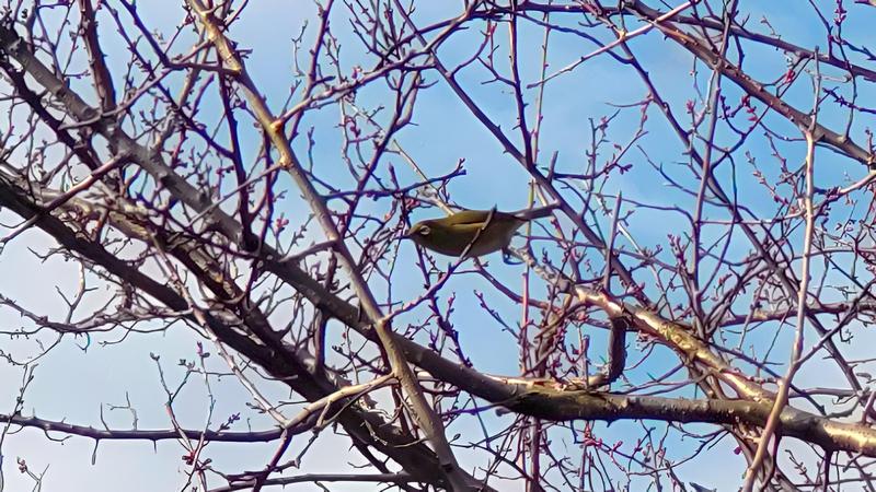 メジロ 横浜市旭区鶴ヶ峰本町