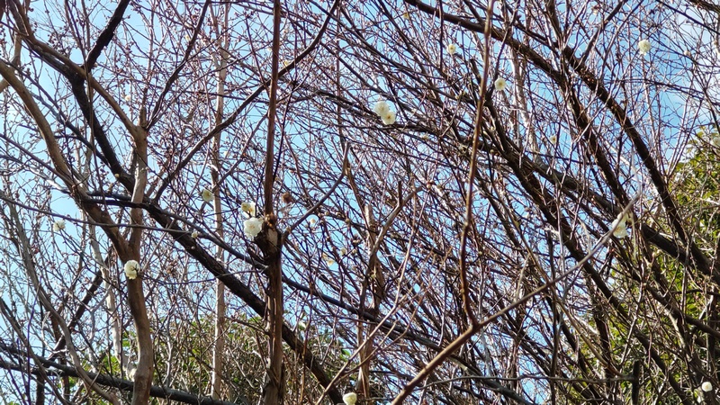 ウメの花 横浜市旭区今宿東町