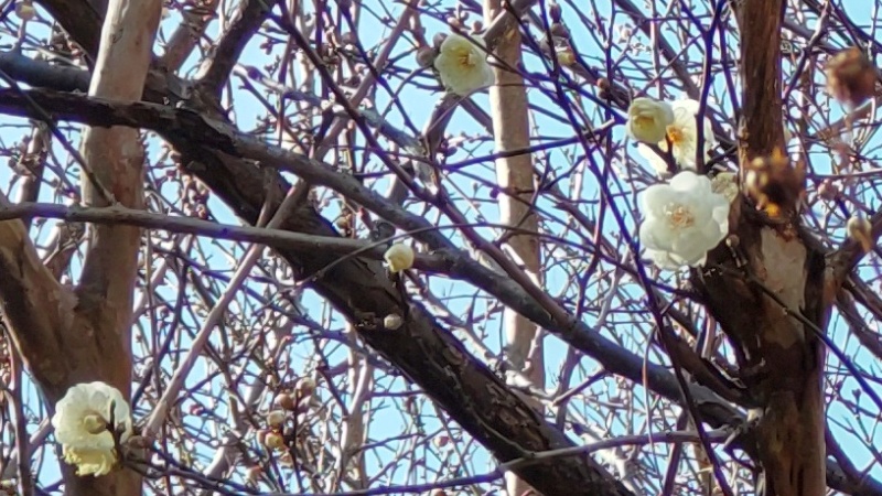 ウメの花 横浜市旭区今宿東町