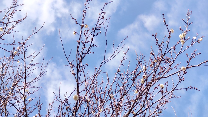 ウメの花 横浜市旭区今宿東町