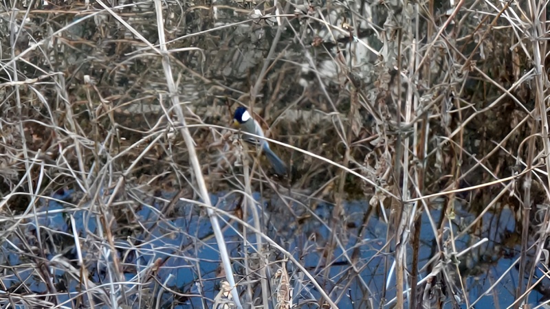 シジュウカラ 横浜市旭区今宿東町