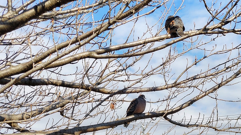 カンザンの木で休むキジバト 横浜市旭区今宿南町