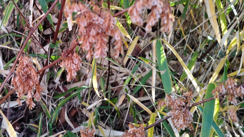 イタドリの果実 横浜市旭区今宿南町