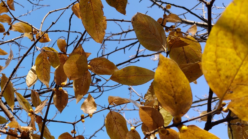 ロウバイの蕾 横浜市旭区今宿南町