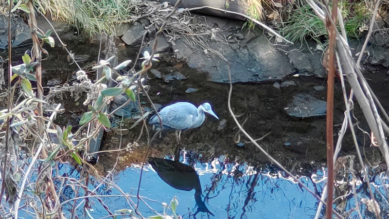 アオサギ 横浜市旭区今宿南町