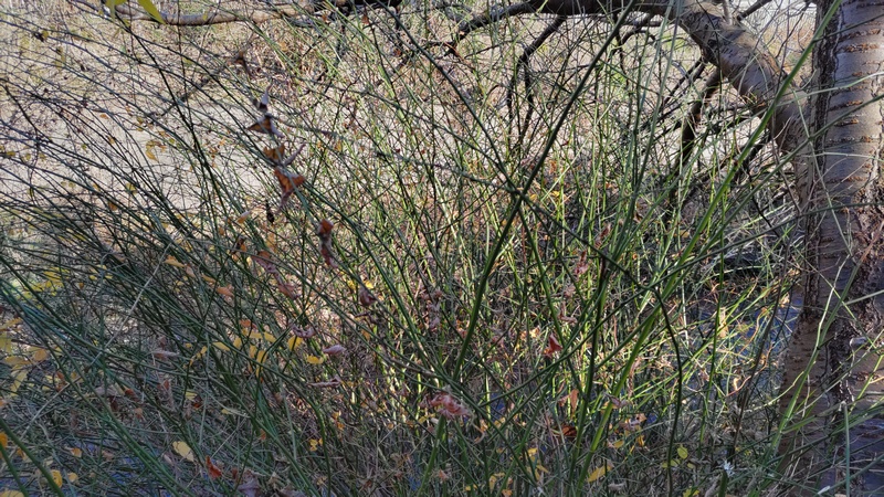ヤマブキ 横浜市旭区今宿南町