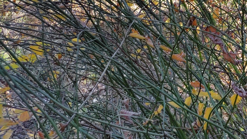 ヤマブキの葉と 横浜市旭区今宿南町