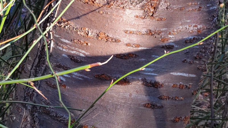 ヤマブキの芽 横浜市旭区今宿南町