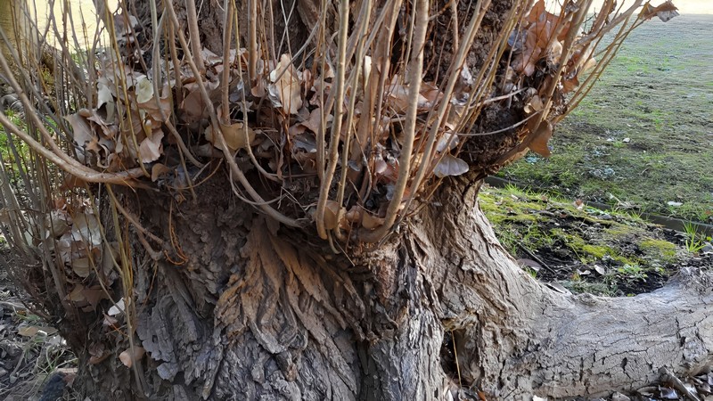 ポプラ 横浜市旭区今宿南町