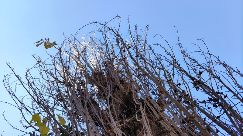 ポプラ 横浜市旭区今宿南町