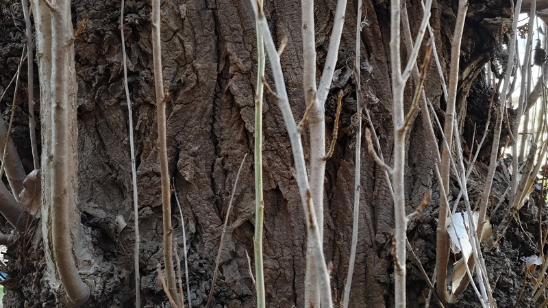 ポプラ 横浜市旭区今宿南町