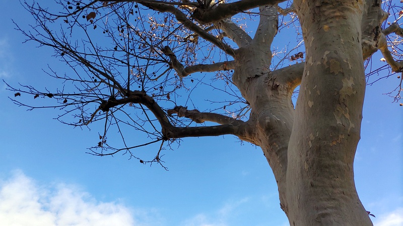 モミジバスズカケノキ 横浜市旭区今宿南町