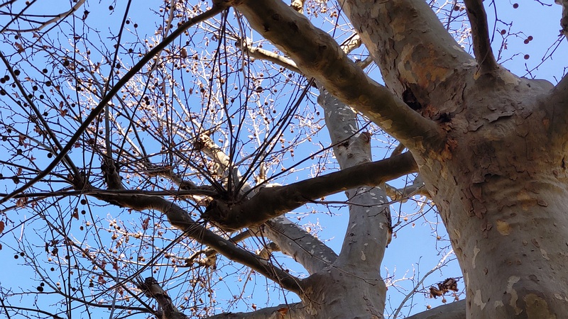 モミジバスズカケノキ 横浜市旭区今宿南町