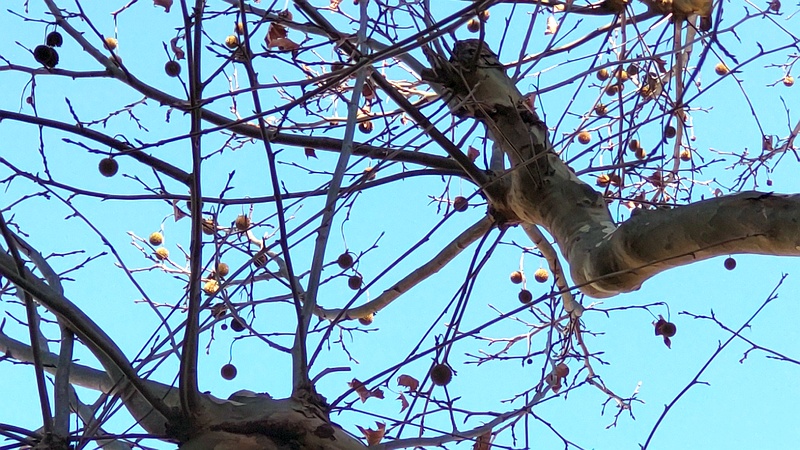 モミジバスズカケノキ 横浜市旭区今宿南町