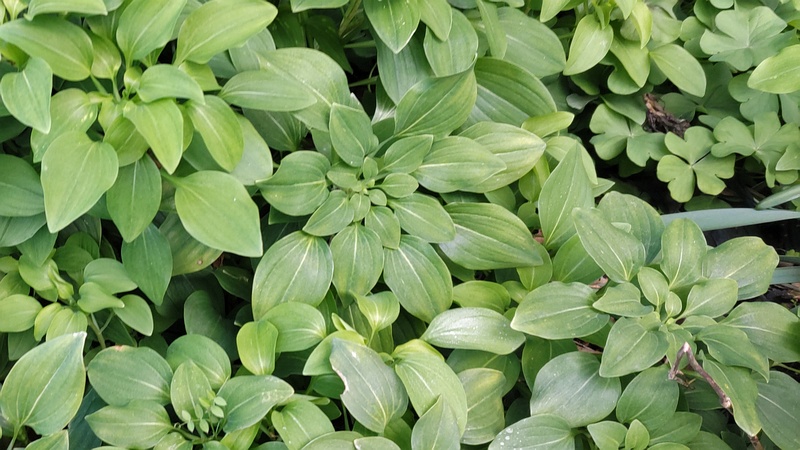 コバギボウシ 横浜市旭区今宿南町