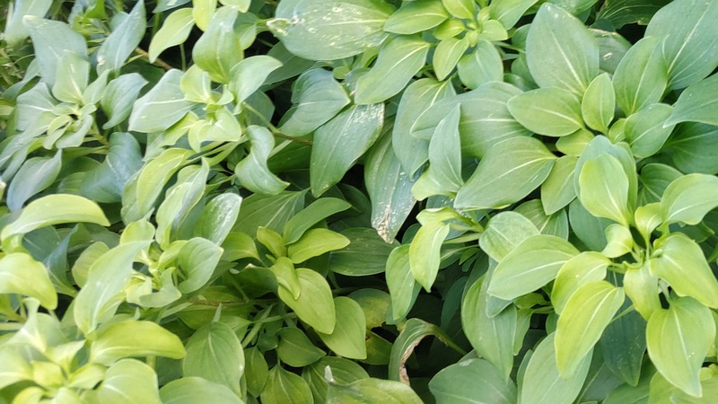 コバギボウシ 横浜市旭区今宿南町