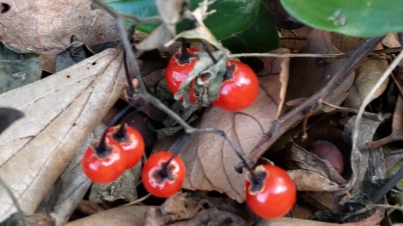ヒヨドリジョウゴの果実 横浜市旭区今宿南町