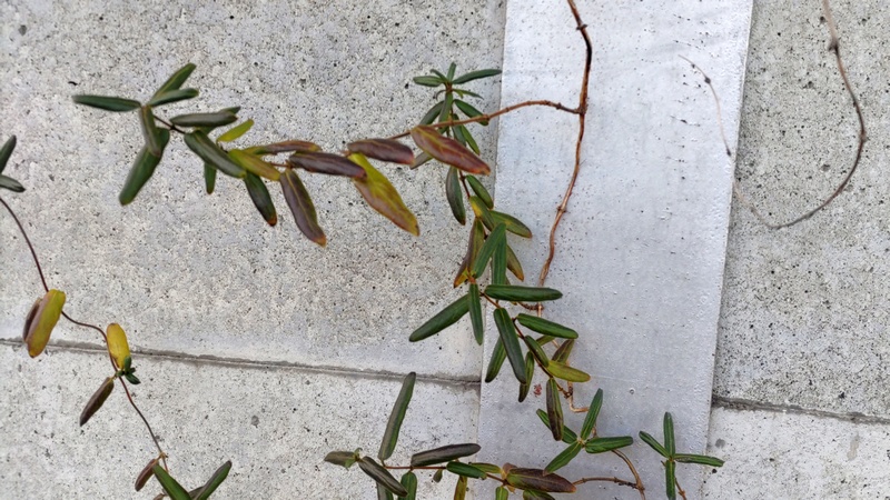 スイカズラの果実 横浜市旭区今宿南町