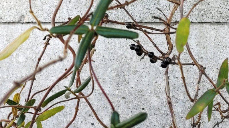 スイカズラ 横浜市旭区今宿南町