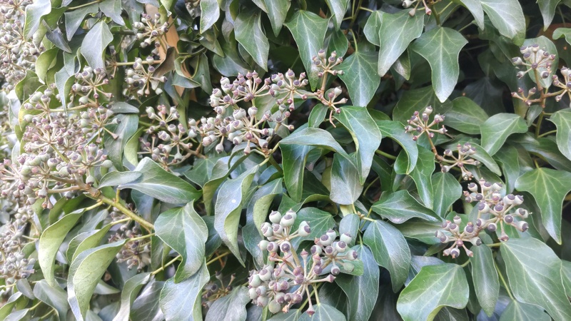 キヅタの果実 横浜市旭区今宿南町