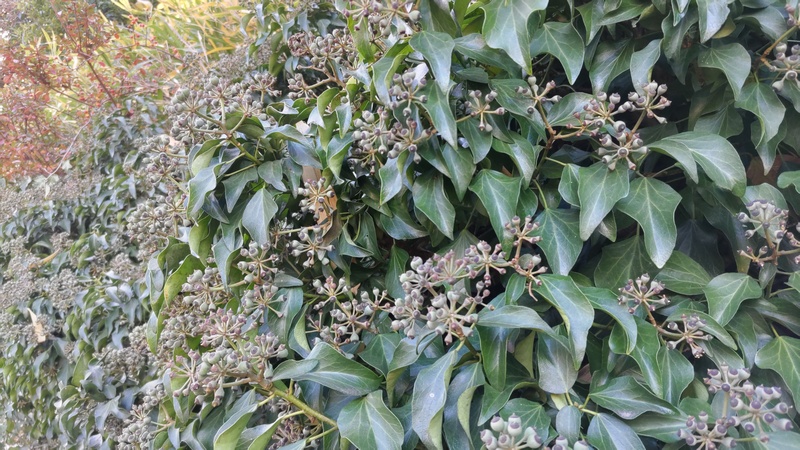 キヅタの果実 横浜市旭区今宿南町