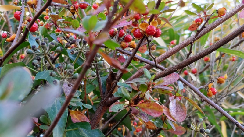 ツルウメモドキの果実 横浜市旭区今宿南町