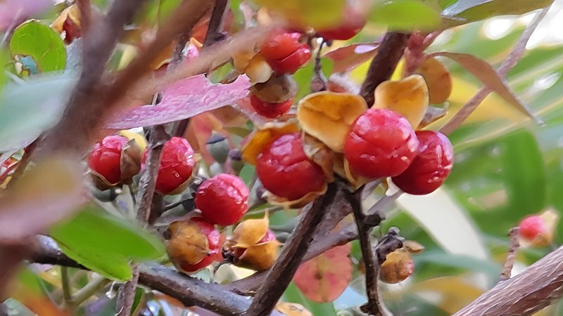ツルウメモドキの果実 横浜市旭区今宿南町