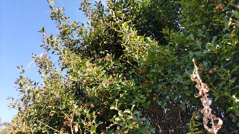 マサキの雌木 横浜市旭区今宿南町