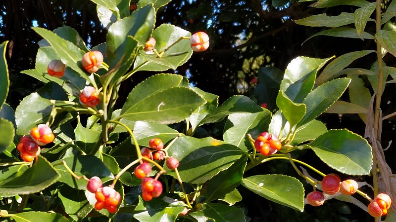 マサキの果実 横浜市旭区今宿南町