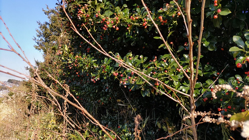 マサキの林 横浜市旭区今宿南町