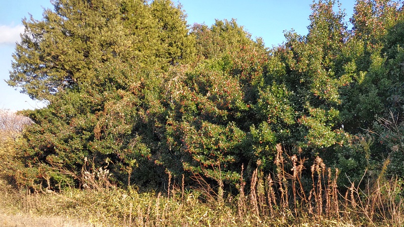 マサキの林 横浜市旭区今宿南町