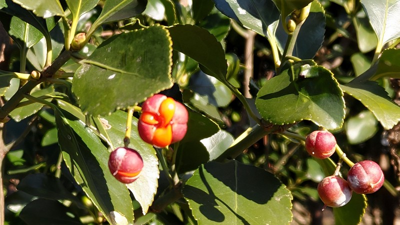 マサキの果実 横浜市旭区今宿南町