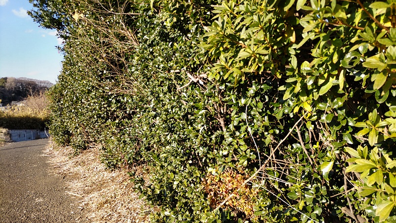 マサキの雄木 横浜市旭区今宿南町