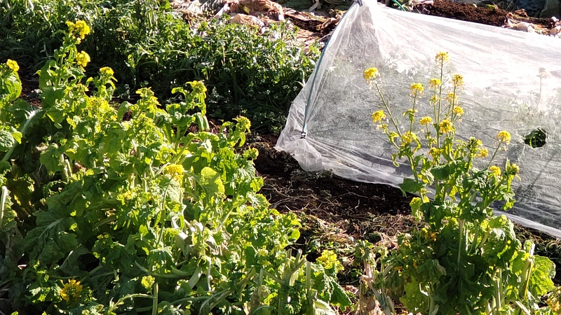アブラナ 横浜市旭区今宿南町