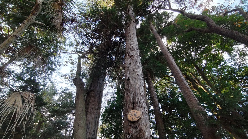 スギの名札 横浜市旭区今川町今川公園