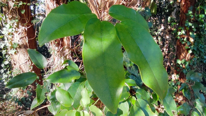 ムベの葉 横浜市旭区今川町今川公園