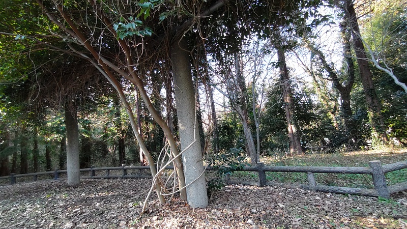 ムベ棚 横浜市旭区今川町今川公園