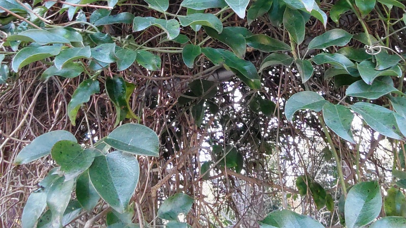 ムベの棚 横浜市旭区今川町今川公園