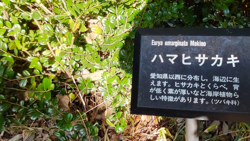ハマヒサカキ 横浜市旭区今川町今川公園