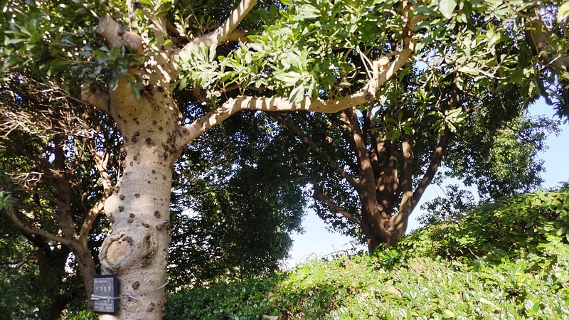 ヤマモモの名札 横浜市旭区今川町今川公園