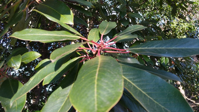 ユズリハの芽 横浜市旭区今川町今川公園