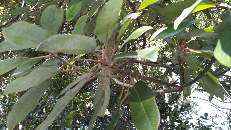 ユズリハ 横浜市旭区今川町今川公園