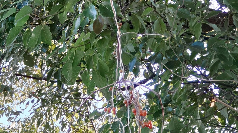 ヘクソカズラとクスノキの果実 横浜市旭区今川町今川公園