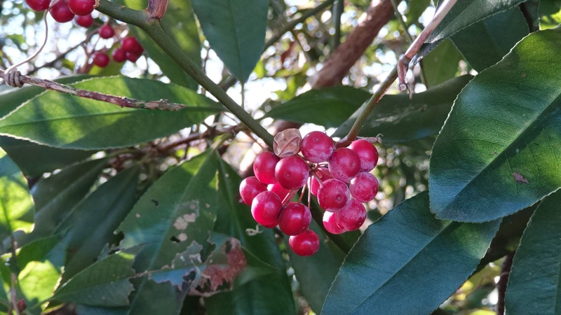 サルトリイバラの果実 横浜市旭区今川町今川公園