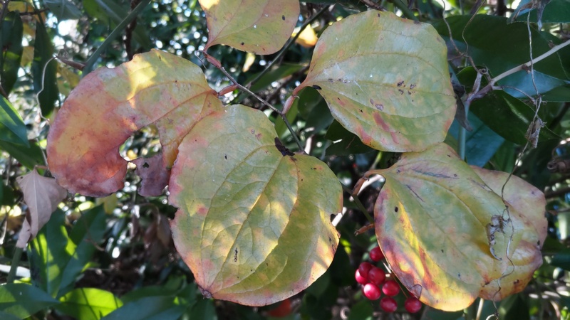 サルトリイバラの果実と葉 横浜市旭区今川町今川公園