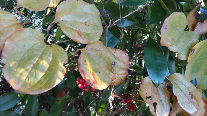 サルトリイバラの果実と葉 横浜市旭区今川町今川公園