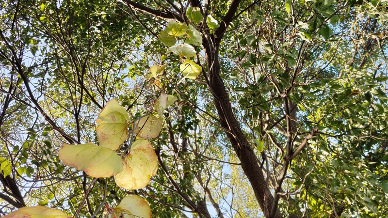 サルトリイバラの葉 横浜市旭区今川町今川公園