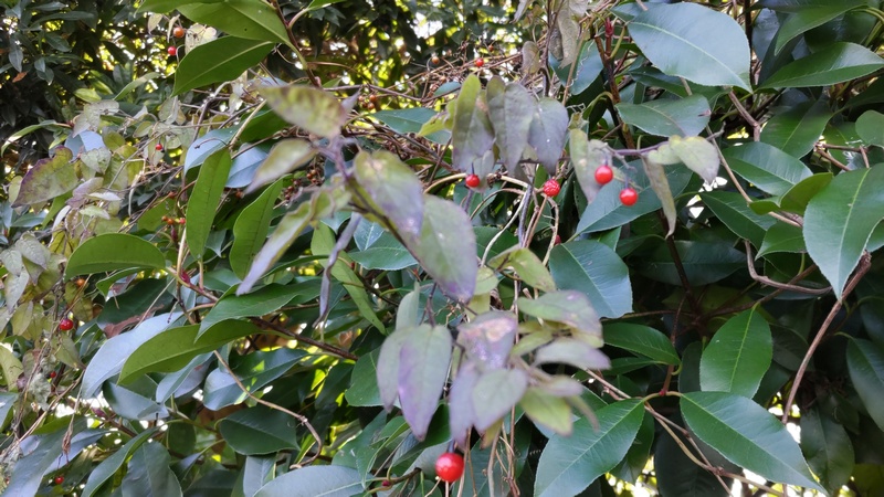 カナメモチの葉とヒヨドリジョウゴの葉と果実 横浜市旭区今川町今川公園