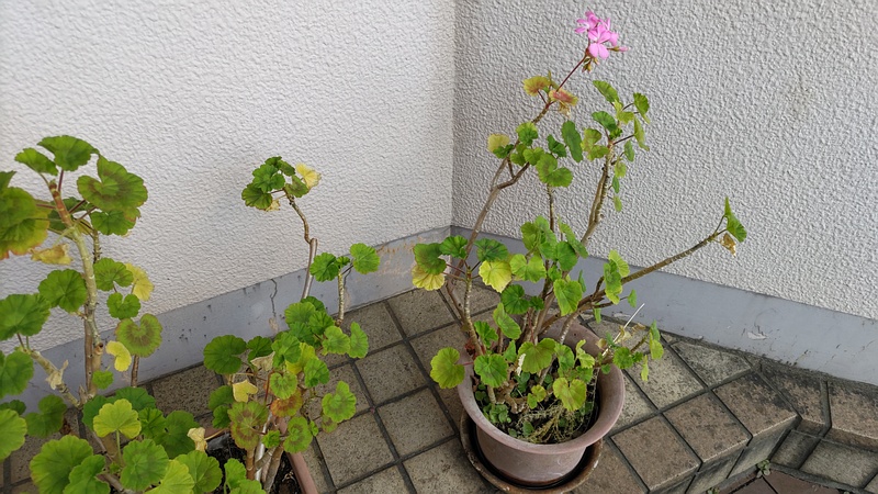 テンジクアオイの花 横浜市旭区今川町今川公園