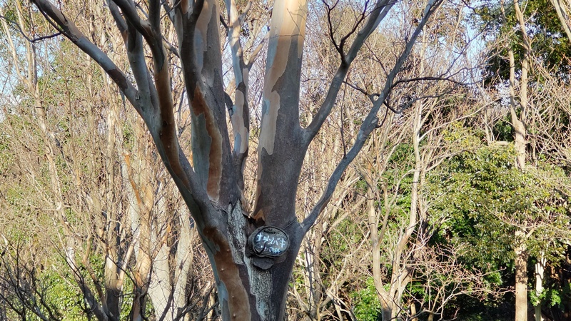 ナツツバキの名札 横浜市旭区今川町今川公園